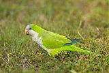 Monk Parakeetborder=